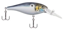 Berkley Bad Shad Medium Diving Crankbait -Deals US Rods And Reels Store 13945542639671