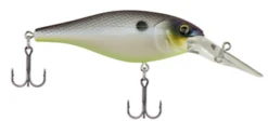 Berkley Bad Shad Medium Diving Crankbait -Deals US Rods And Reels Store 13945542803511