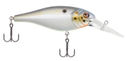 Berkley Bad Shad Medium Diving Crankbait -Deals US Rods And Reels Store 13945543065655