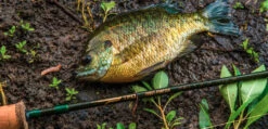 Temple Fork Outfitters Trout-Panfish Spinning Rods -Deals US Rods And Reels Store Screen Shot 2022 03 01 at 2.37.10 PM